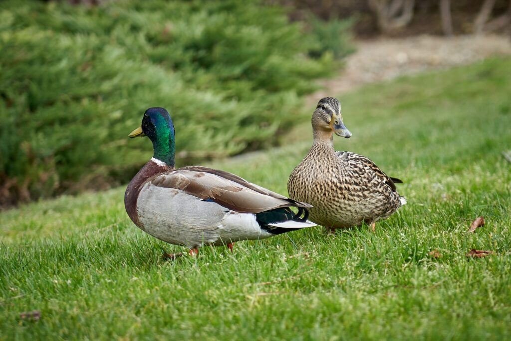 Google vs DuckDuckGo 2 Ducks In The Grass
